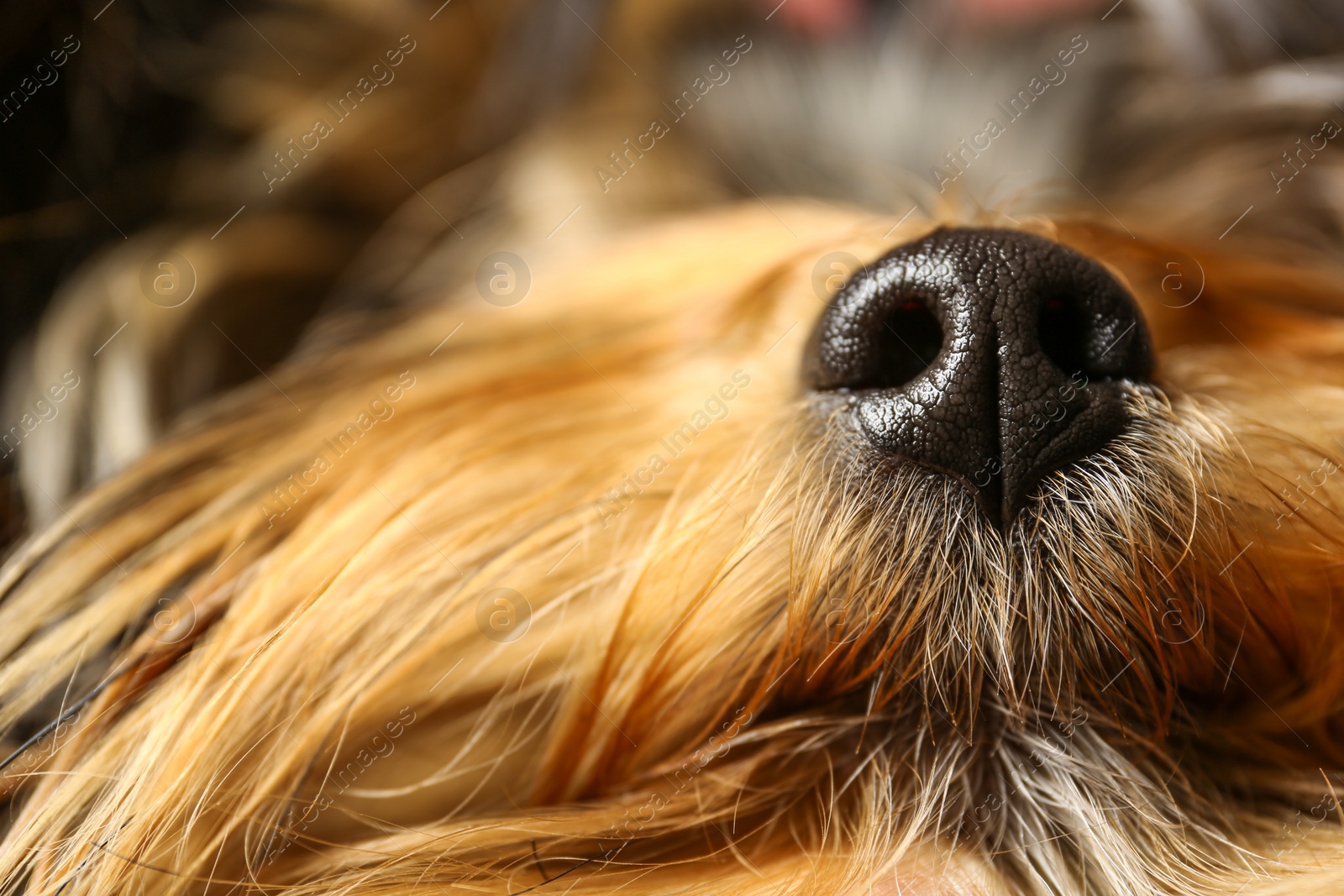 Photo of Adorable Yorkshire terrier, focus on nose. Cute dog