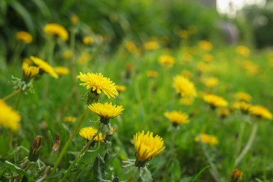 Photo of Beautiful bright yellow dandelions growing outdoors, closeup