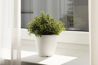 Photo of Artificial potted herb on sunny day on windowsill indoors. Home decor