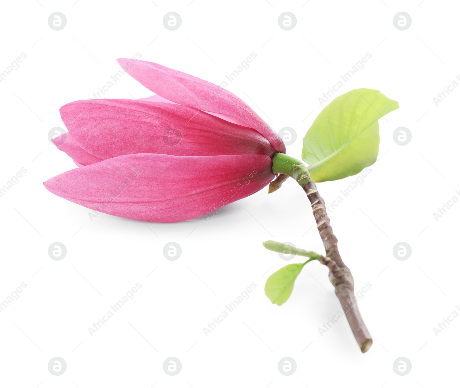 Photo of Beautiful pink magnolia flower isolated on white