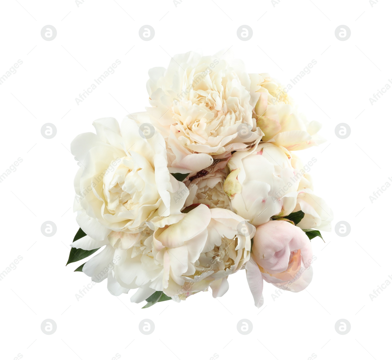 Photo of Bouquet of beautiful peonies on white background