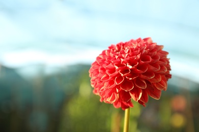 Photo of Beautiful blooming pink dahlia flower outdoors on sunny day