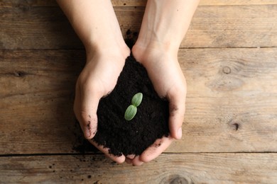 Photo of Woman holding soil with seedling at wooden table, top view