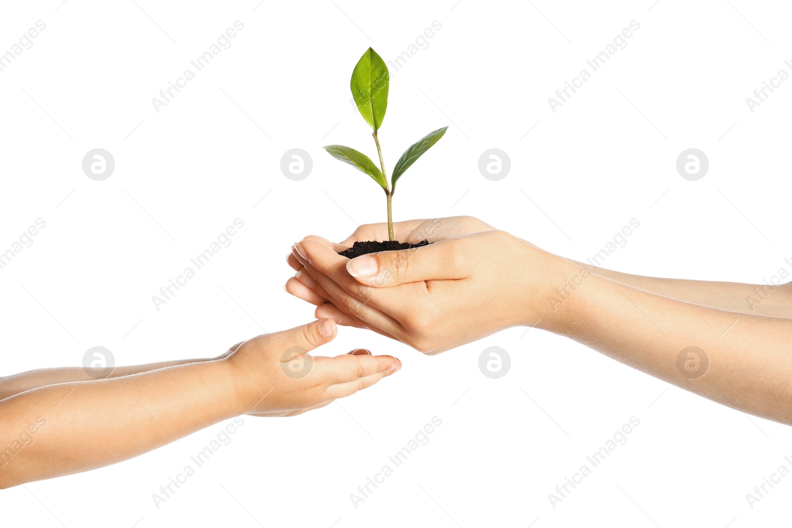 Photo of Woman passing soil with green plant to her child on white background. Family concept