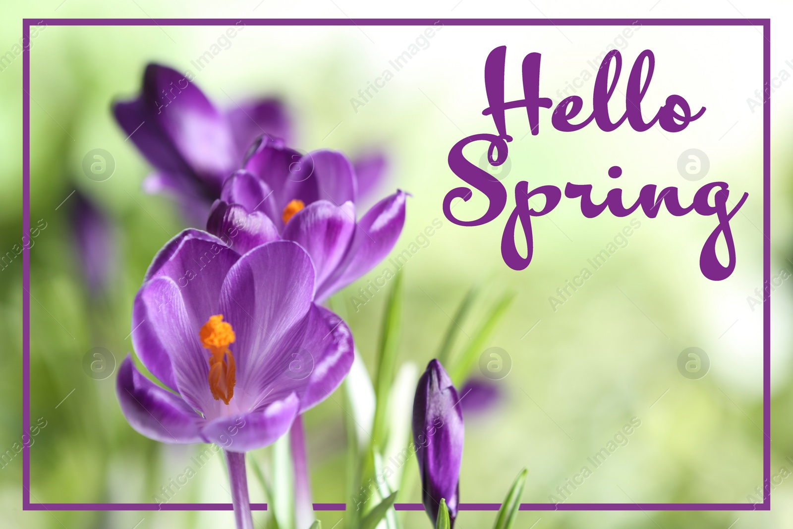 Image of Hello Spring. Beautiful crocus flowers on blurred green background