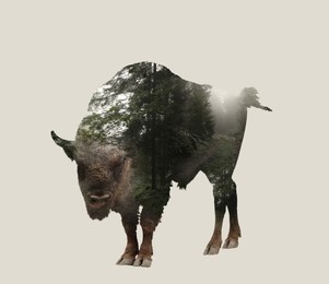 Image of Double exposure of bison and mountain forest