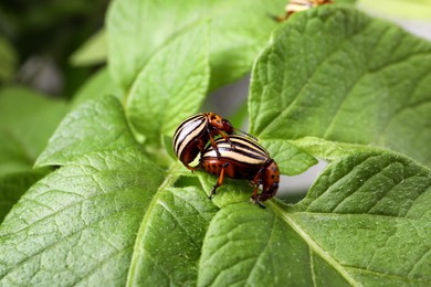 Photo of Colorado potato beetles on green plant outdoors, closeup