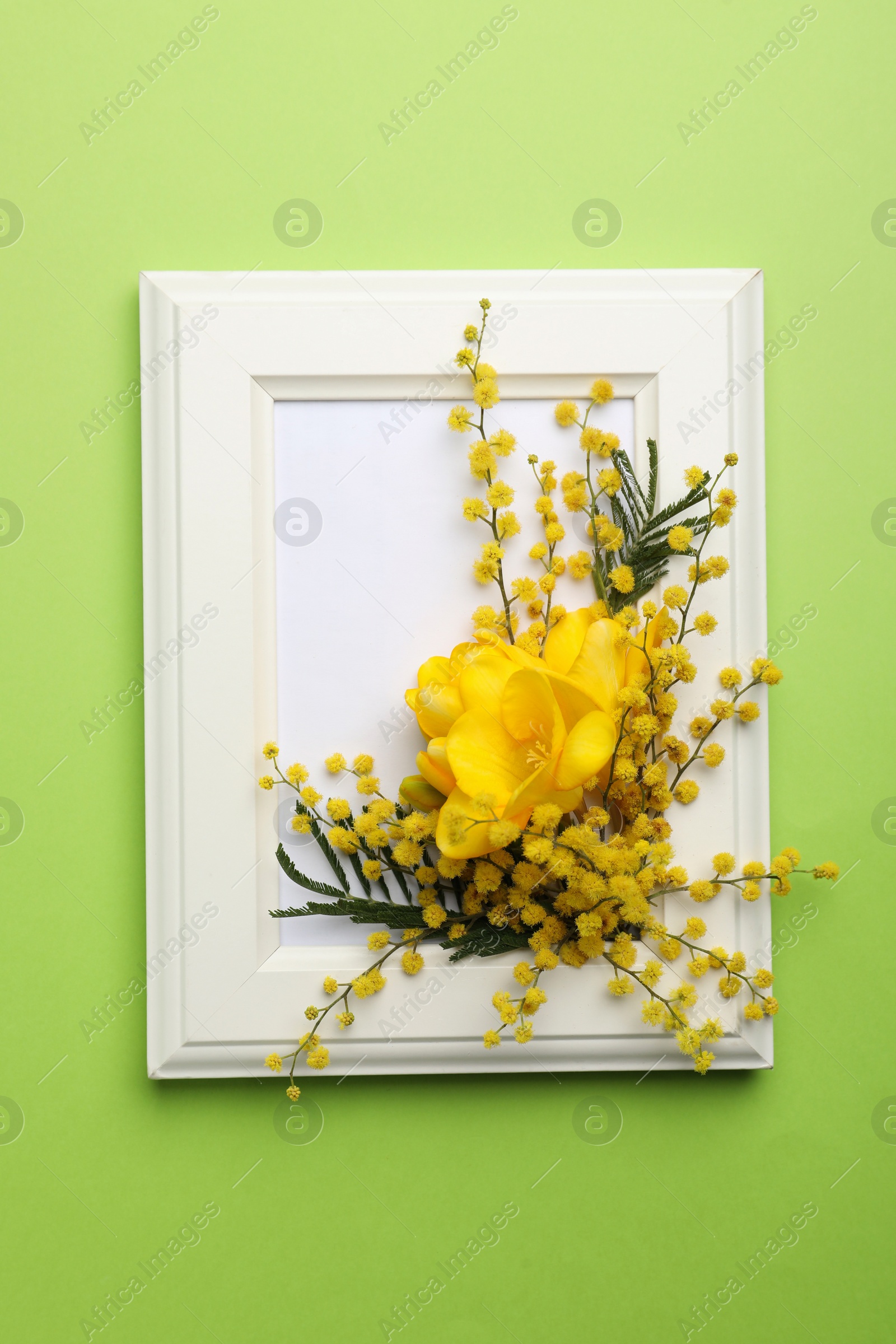 Photo of Beautiful floral composition with mimosa flowers and frame on green background, top view