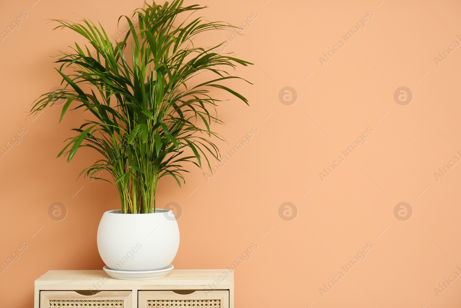 Photo of Beautiful exotic house plant on drawer against color background. Space for text