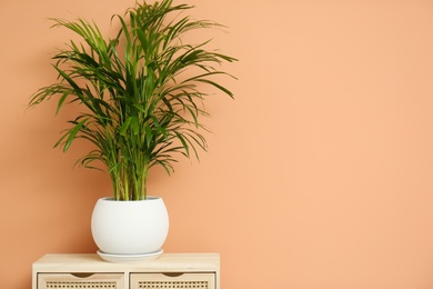 Photo of Beautiful exotic house plant on drawer against color background. Space for text