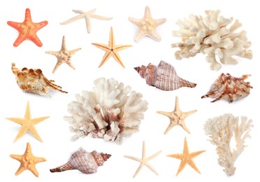 Image of Set with sea stars, shells and corals isolated on white