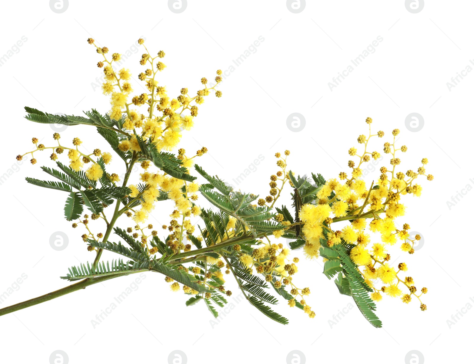 Photo of Beautiful mimosa plant with small yellow flowers on white background, closeup