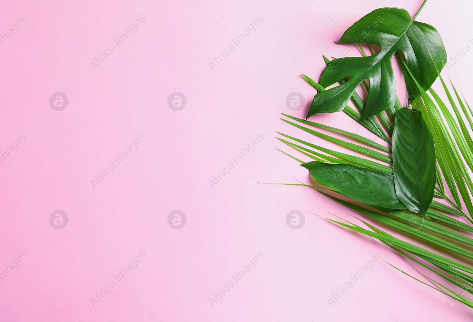 Photo of Different tropical leaves on color background, top view