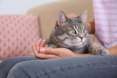 Photo of Young woman and cute gray tabby cat on couch indoors, closeup. Lovely pet