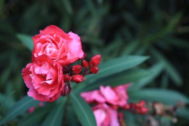 Photo of Beautiful pink oleander flowers growing outdoors, closeup. Space for text