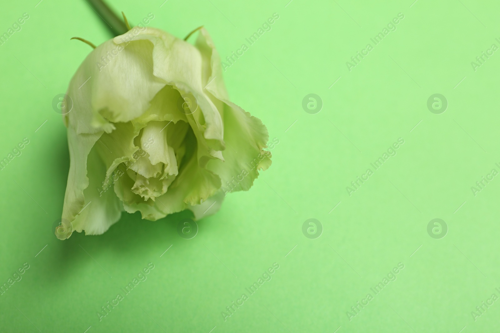 Photo of Beautiful fresh garden rose on green background, closeup. Space for text