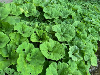 Photo of Butterbur plants with green leaves growing outdoors