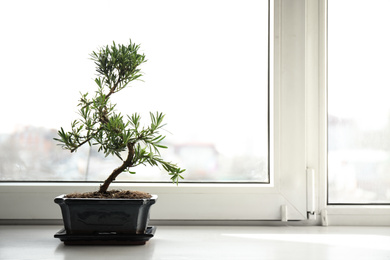 Photo of Japanese bonsai plant on windowsill indoors, space for text. Creating zen atmosphere at home