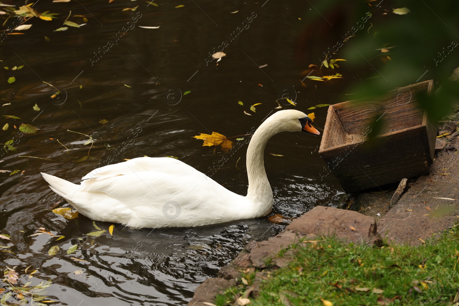 Photo of Beautiful swan and fallen yellow leaves in lake