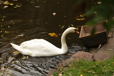 Beautiful swan and fallen yellow leaves in lake