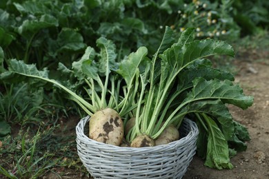 Photo of Wicker basket with fresh white beets in field, closeup