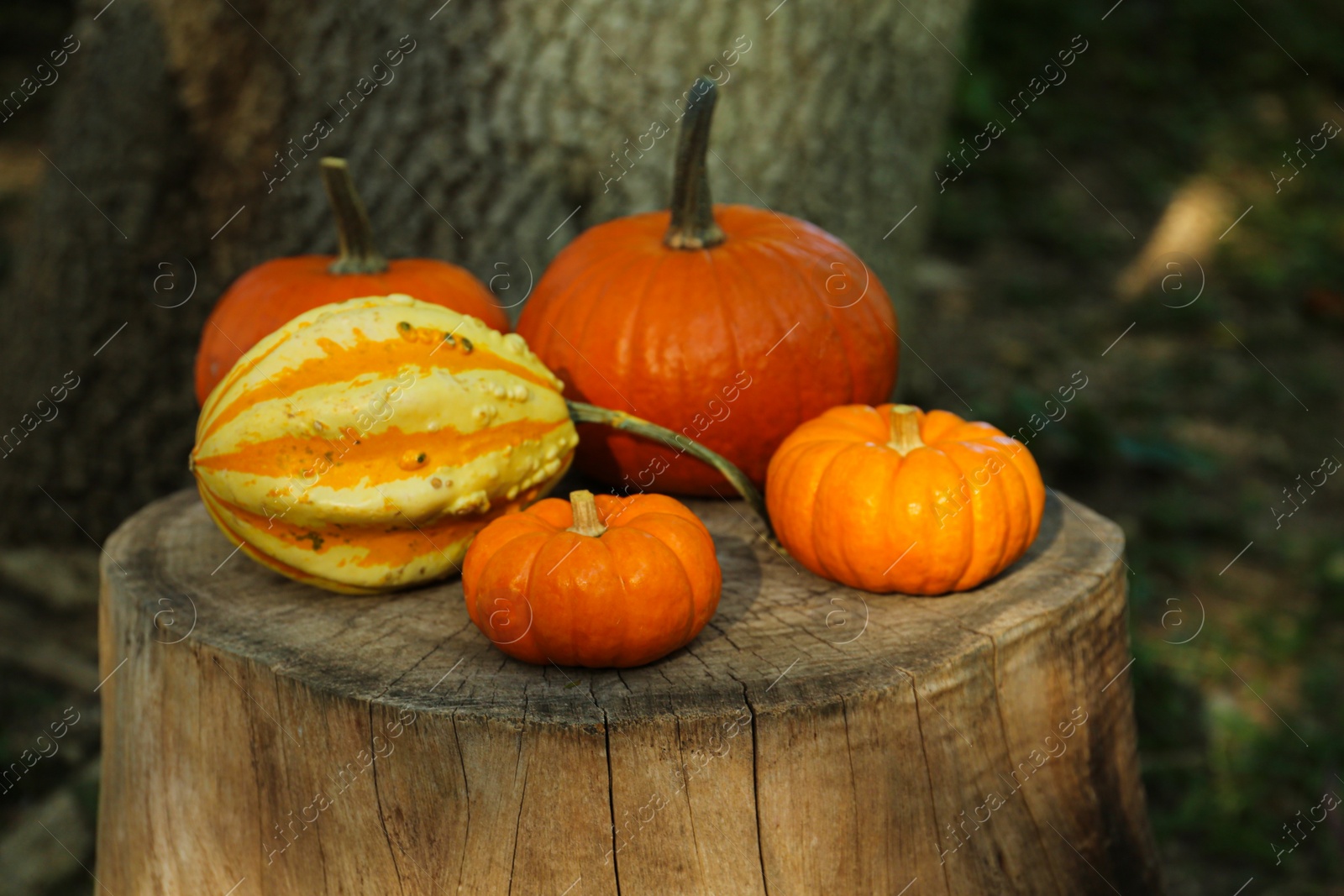 Photo of Many orange pumpkins on stump in garden