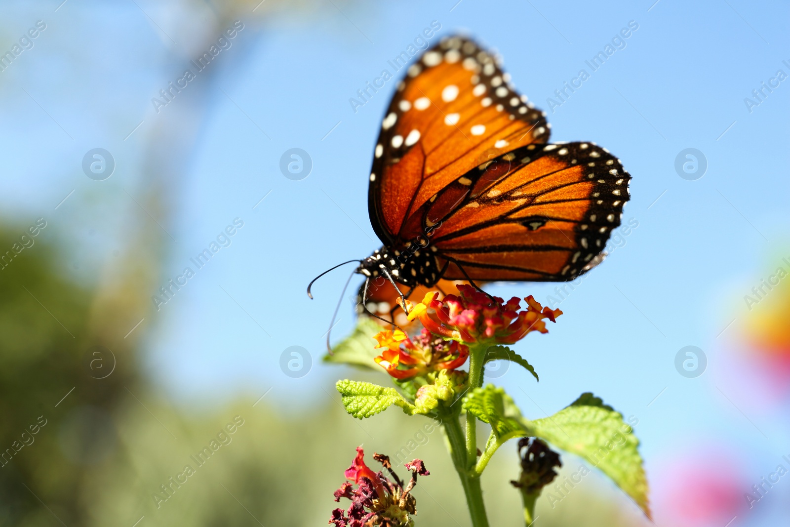 Photo of Beautiful orange Monarch butterfly on plant outdoors, space for text