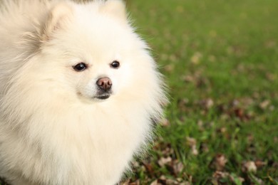 Cute fluffy Pomeranian dog on green grass outdoors, space for text. Lovely pet