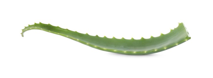 Photo of Green aloe vera leaf isolated on white