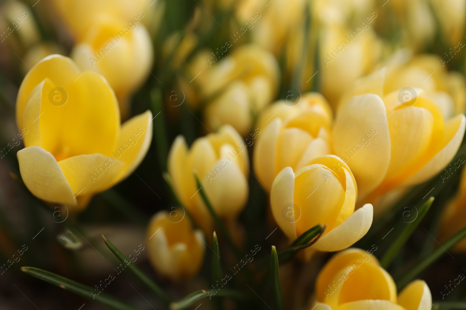 Photo of Beautiful yellow crocus flowers growing in garden, closeup