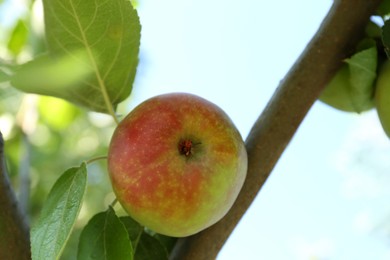 Photo of Fresh and ripe apple on tree branch, closeup