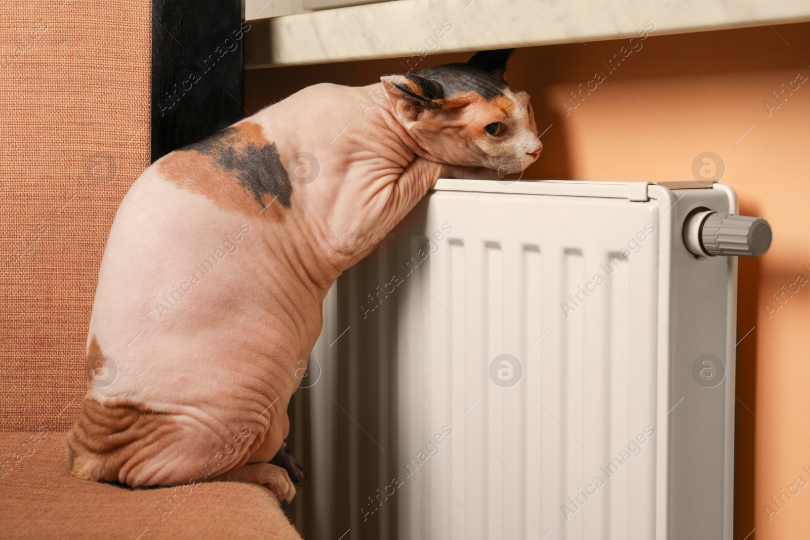 Photo of Cute Sphynx cat near heating radiator indoors