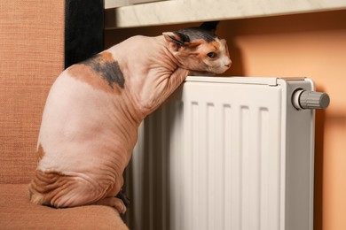 Cute Sphynx cat near heating radiator indoors