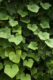 Photo of Cucumber plants on chain link fence outdoors