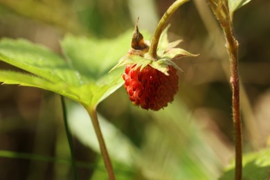 Photo of One small wild strawberry growing outdoors, closeup