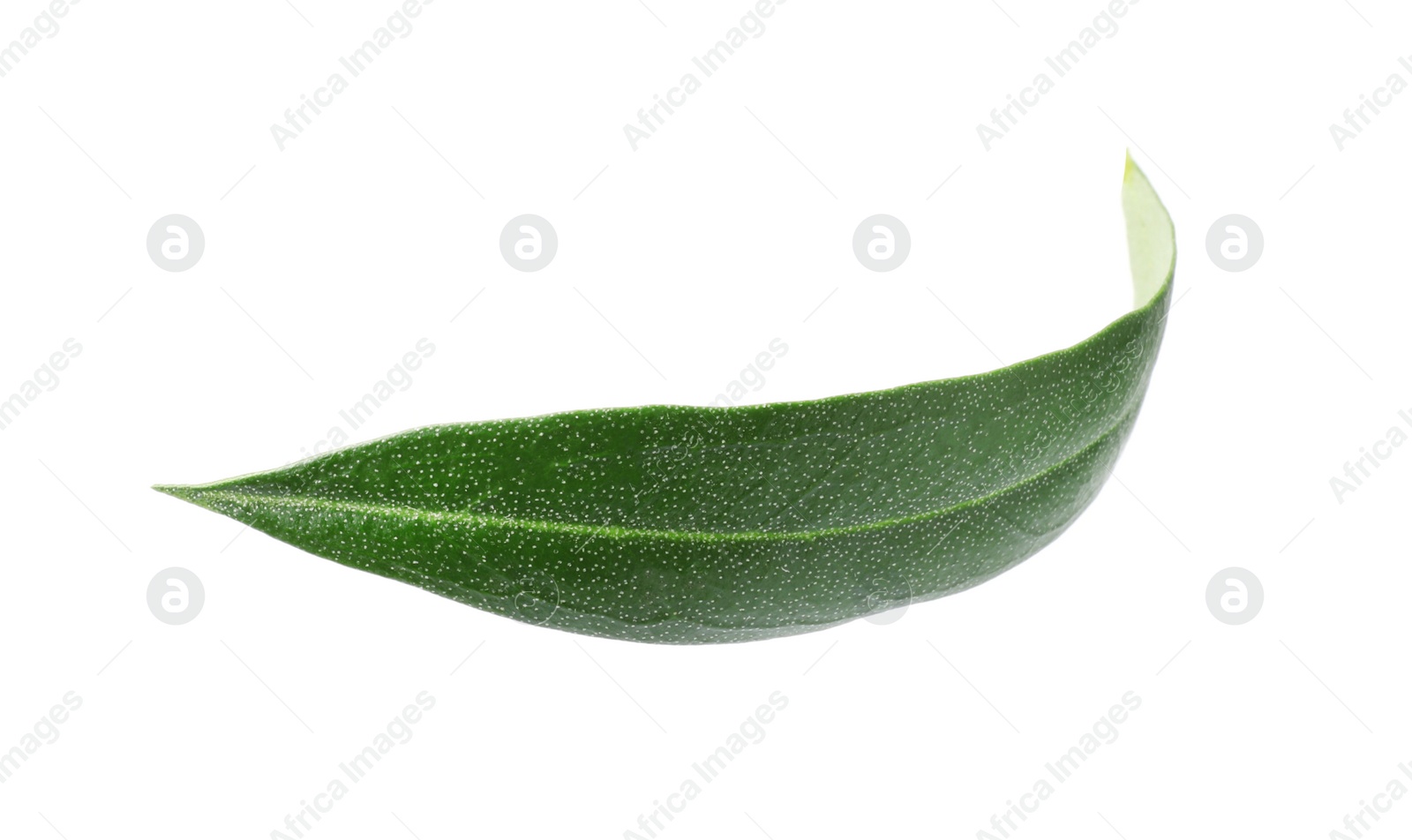 Photo of Fresh green olive leaf on white background