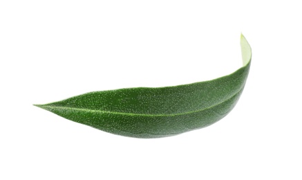 Photo of Fresh green olive leaf on white background