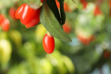 Photo of Branch with ripe fresh goji berries in garden