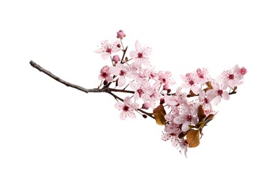 Cherry tree branch with beautiful pink blossoms isolated on white