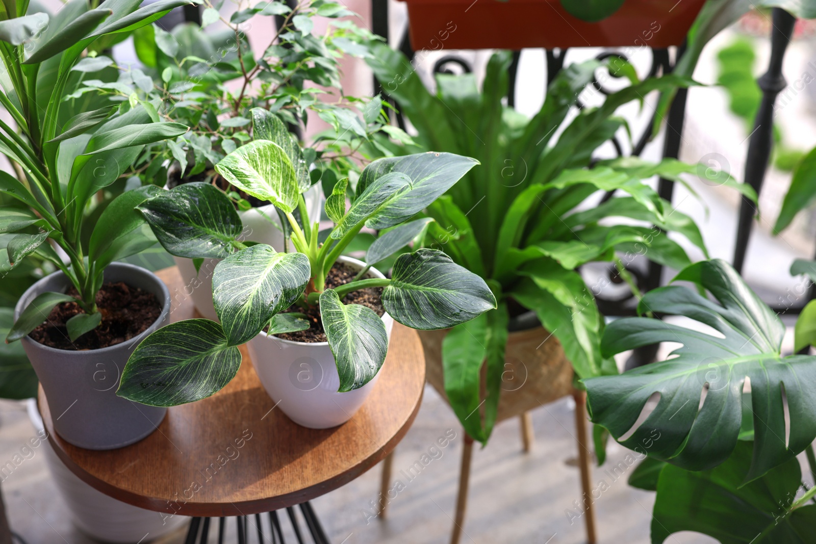 Photo of Many different beautiful plants in pots on balcony. Space for text