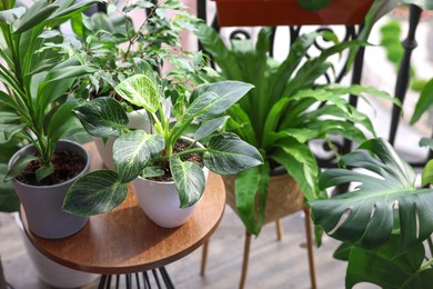 Photo of Many different beautiful plants in pots on balcony. Space for text