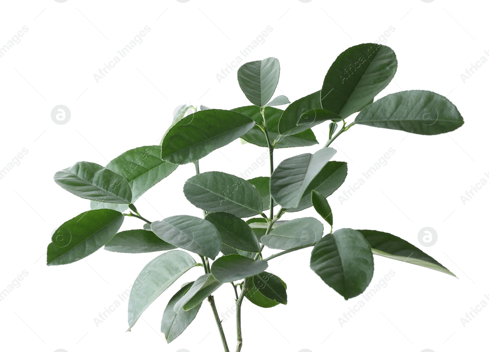 Photo of Lemon tree branches on white background. Citrus plant