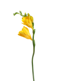 Photo of Beautiful yellow freesia flower isolated on white