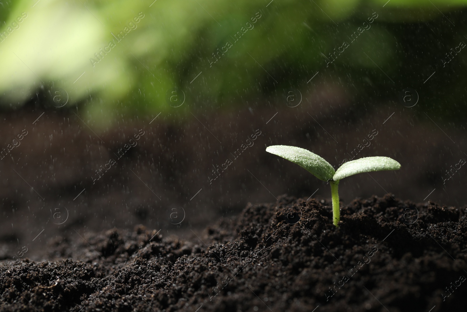 Photo of Young seedling in fertile soil under rain. Space for text