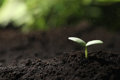 Photo of Young seedling in fertile soil under rain. Space for text