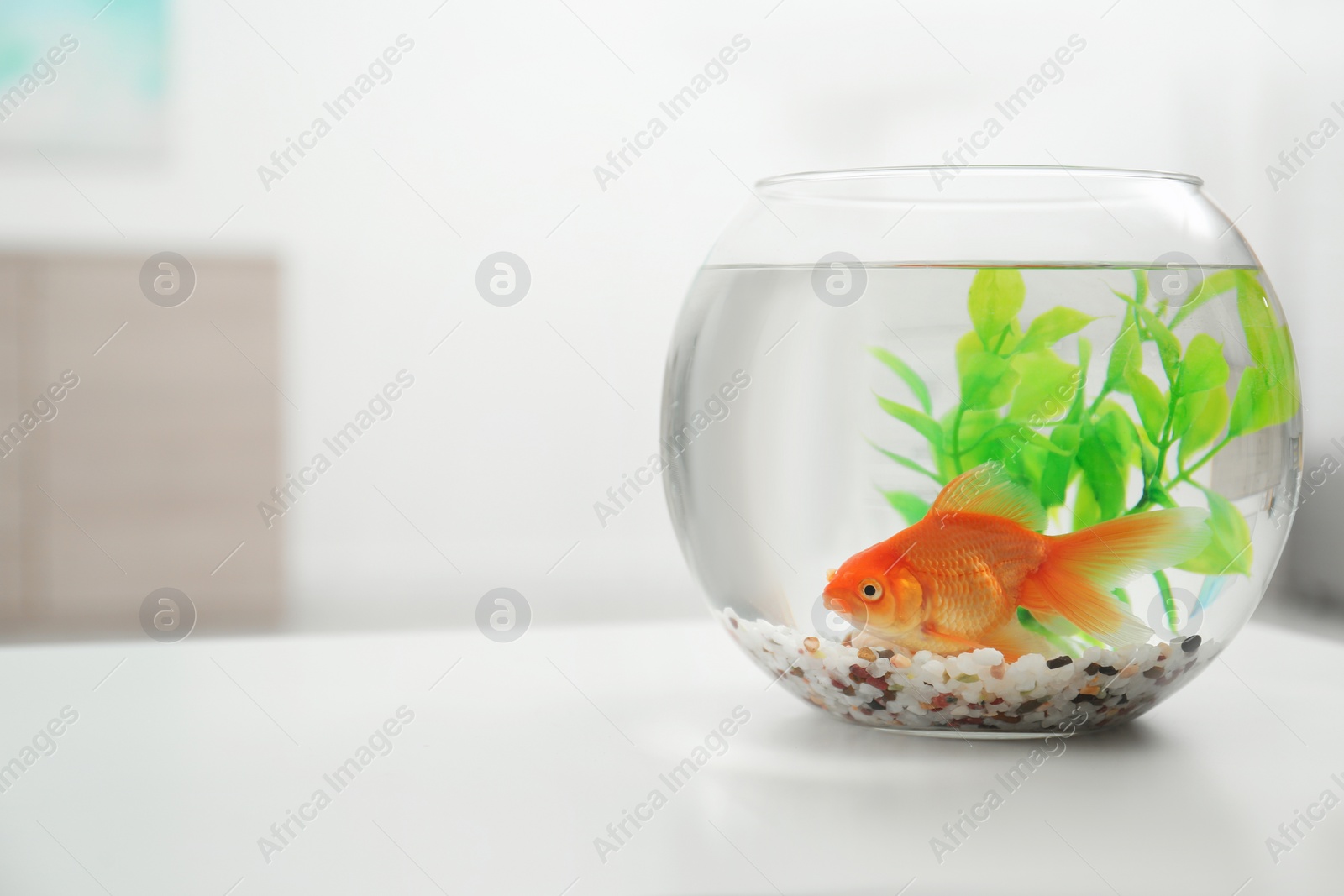Photo of Beautiful bright small goldfish in round glass aquarium on white table indoors. Space for text