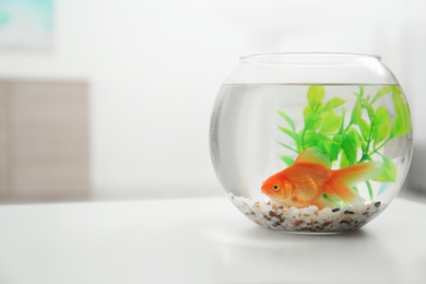 Beautiful bright small goldfish in round glass aquarium on white table indoors. Space for text