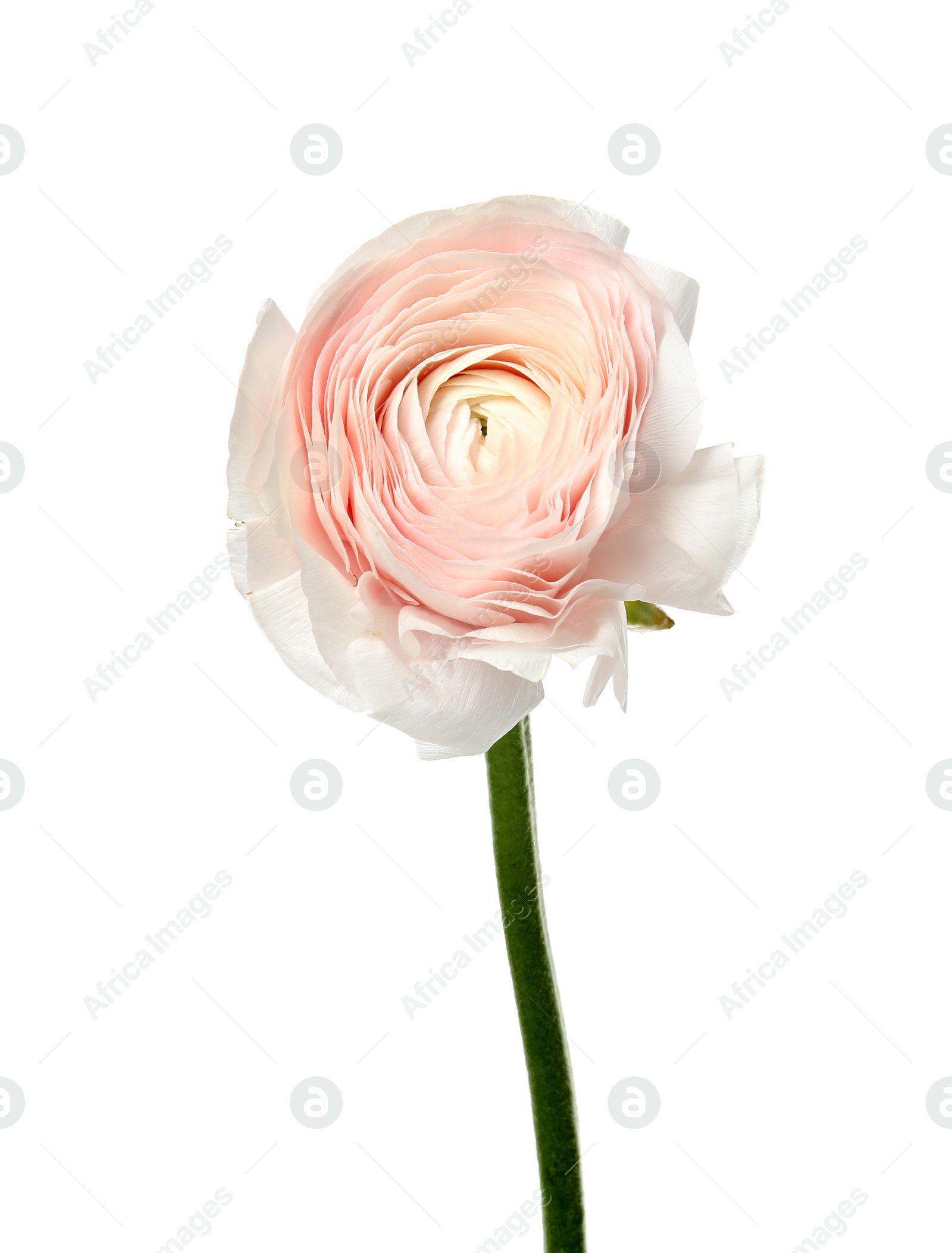 Photo of Beautiful spring ranunculus flower isolated on white