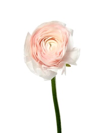 Photo of Beautiful spring ranunculus flower isolated on white