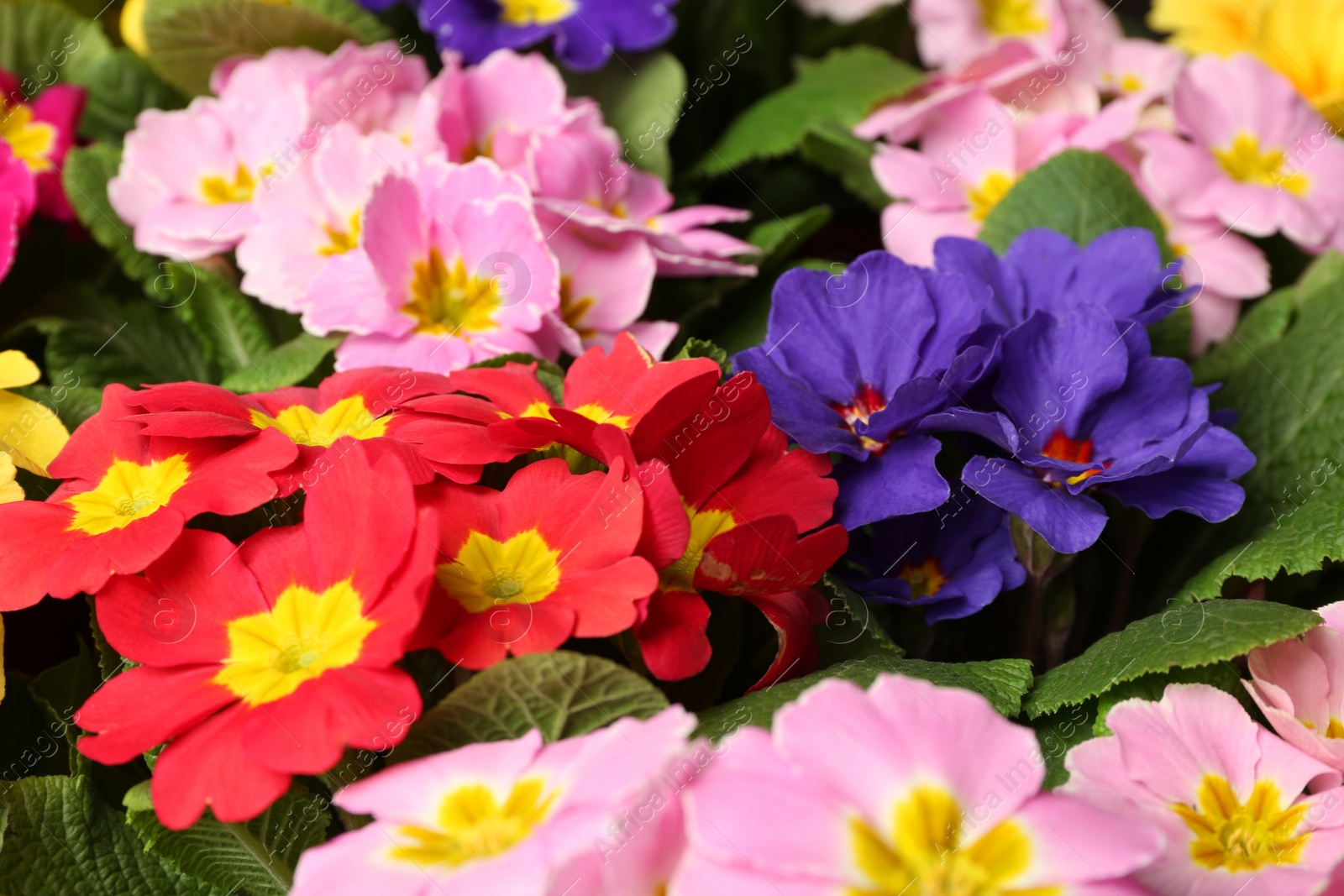 Photo of Beautiful primula (primrose) plants with colorful flowers as background, closeup. Spring blossom